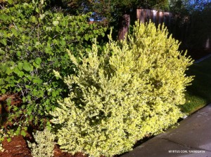 Myrtus communis 'Variegata' 2